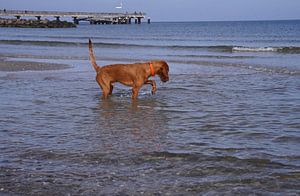 Wasserspiele an der Ostsee mit einem Magyar Vizsla.