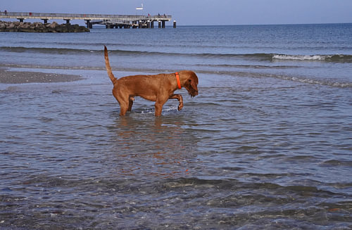 Waterspelletjes aan de Baltische Zee met een Magyar Vizsla.