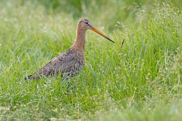 Black-tailed godwit in the tall grass. by Dirk Claes