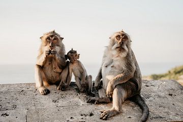 Een apen familieportret in Indonesië van Maaike Verhoef