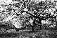 Freak tree by Albert Mendelewski thumbnail