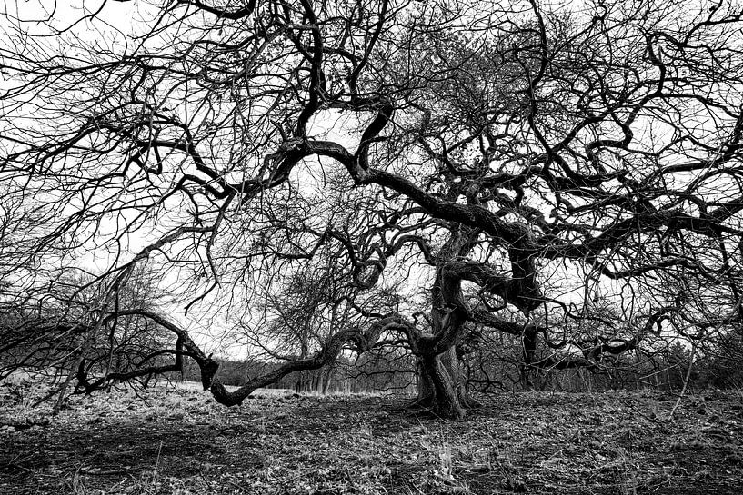 Freak tree by Albert Mendelewski