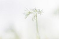 Allium triquetrum