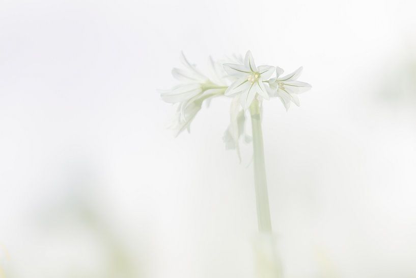 Allium triquetrum van Karin Bijpost