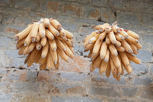 Hanging Dried Corn Cobs on Rustic Stone Wall Representing Harvest and Traditional Farming Practices by ChrisWillemsen