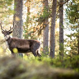 Reindeer en Norvège sur Ektor Tsolodimos