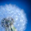Paardenbloemzaadjes tegen een blauwe achtergrond van Ilja Kalle