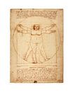 Dikke versie Vitruvius Leonardo Da Vinci van Peter Hermus thumbnail