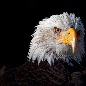 De jager: Amerikaanse Zeearend (Wildlife in close-up) van BHotography
