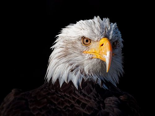 De jager: Amerikaanse Zeearend (Wildlife in close-up) van BHotography