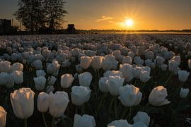 Bloembollen Egmond Binnen von Dirk Sander