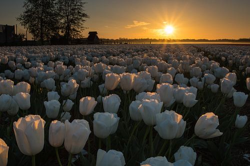 Bloembollen Egmond Binnen