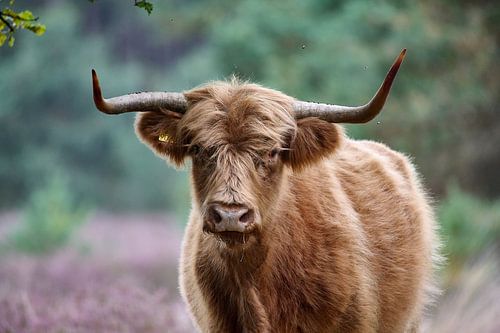 Un highlander écossais vous regarde sur la lande