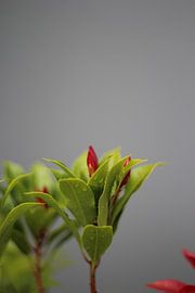 Flowers by Selma Hamzic