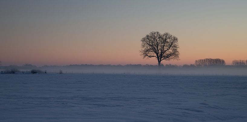 The Oak by Theo Bauhuis