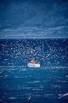 Vissersboot die vis schoonmaakt, Noorwegen van qtx