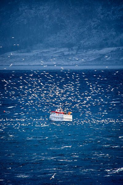 Bateau de pêche nettoyant du poisson, Norvège par qtx