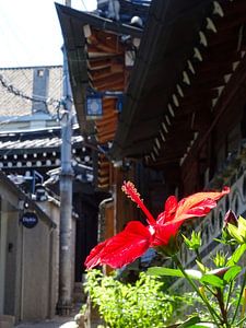 Traditionelles Hanok-Dorf Südkorea, Chinesische Rose