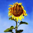 The Smiling Sunflower  by Sandra Akkerman thumbnail