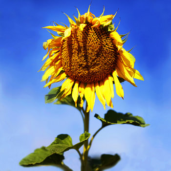 The Smiling Sunflower 
