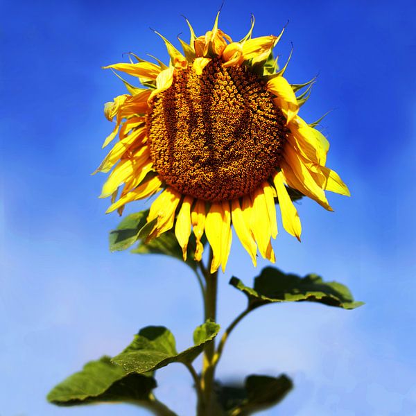 The Smiling Sunflower  by Sandra Akkerman