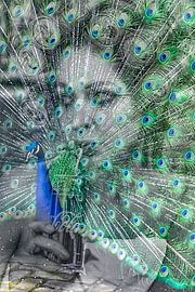 HairJob What! by Truckpowerr