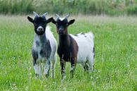 Cute little goats in the meadow par Tamara Witjes Aperçu