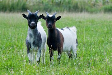 Cute little goats in the meadow
