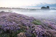 Hügeliges Moorland von Anneke Hooijer Miniaturansicht