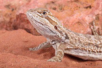 Baardagame (Pogona vitticeps) van Ronald Pol