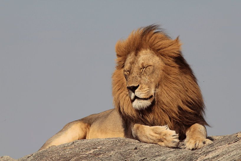 Lion on rock by Olaf
