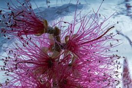 Callistemon in ice 1 by Marc Heiligenstein