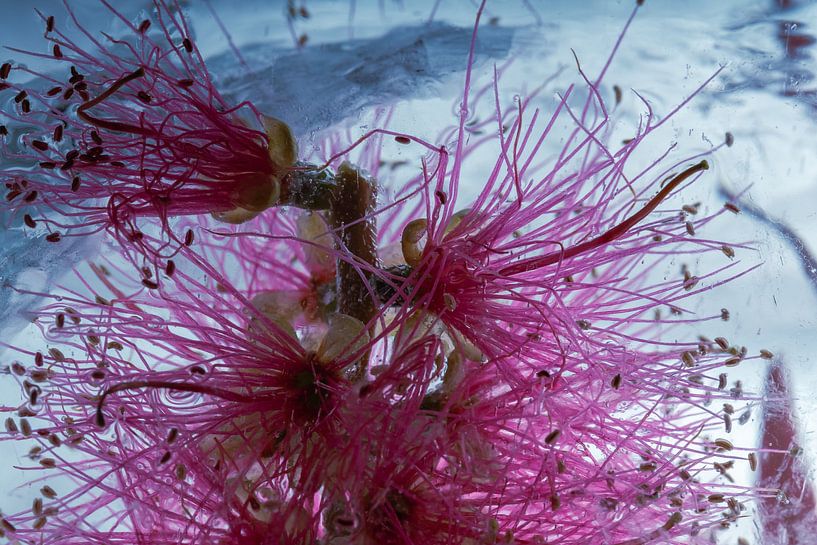 Callistemon in ijs 1 van Marc Heiligenstein