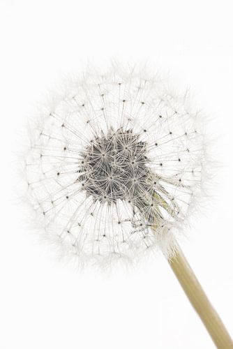 Een pluizenbol van een paardenbloem