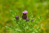 closup of a thistle flower