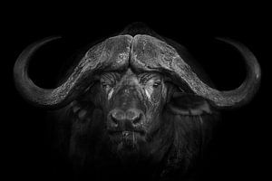 Big Horns, Mario Moreno van 1x