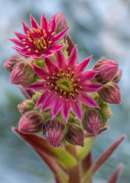 Sempervivum Rubin