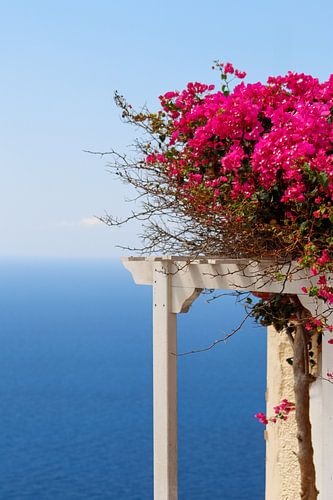 Roze bloemen in de mediteraanse zee