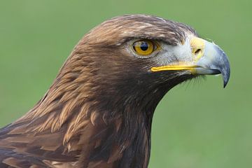 Steenarend (Aquila chrysaetos) van Ronald Pol