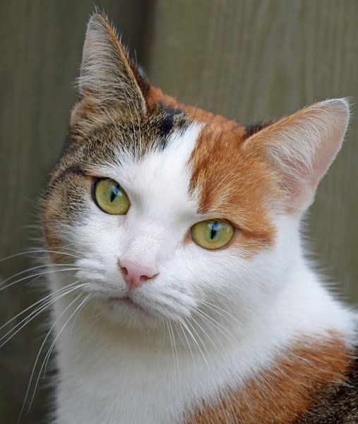 Portrait of a head of a tabby cat / tabby cat by Robin Verhoef