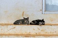 A feline pause under a patinated wall