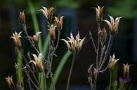 Dry seed heads of columbine (Aquilegia vulgaris) against a dark  by Maren Winter thumbnail