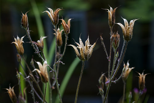 Trockene Samenstände der Akelei (Aquilegia vulgaris) vor einem dunklen