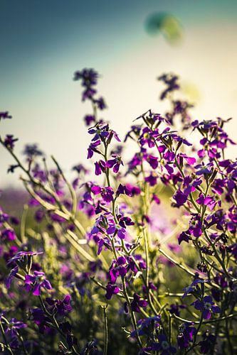 Sardinië - Sardigna - Sardegna - Sardenya