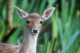 Hertje in het groen van Joard van den Ende