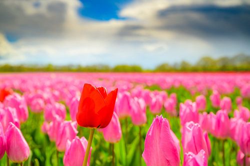 Tulpen in bloei in een veld tijdens de lente