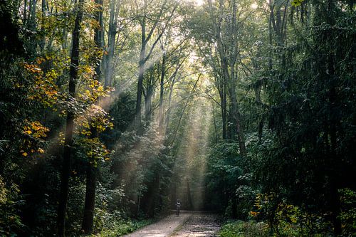 Éclaircissement de la forêt d'Amsterdam