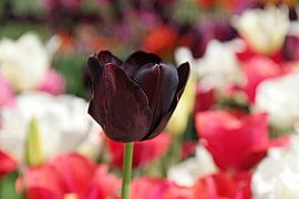 Tulp by Yvonne Balvers