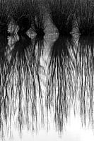 Willows in the Ooijpolder