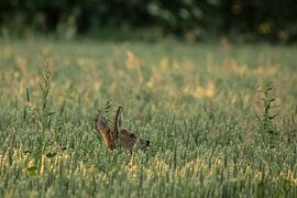 Rehbock in der Mitte eines Getreidefeldes von Sijbren Kuiken